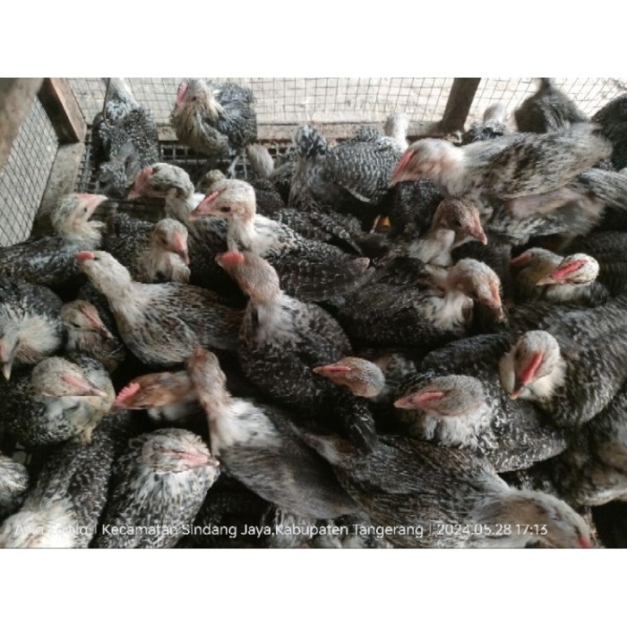 Ayam arab di Sekincau, Lampung Barat
