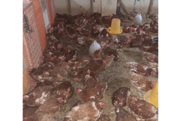 Ayam merah petelur di Gading Rejo, Pringsewu