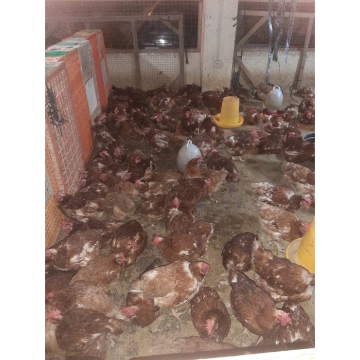 Ayam Merah Dan Coklat Memelihara Ayam Petelur Untuk Dimasak Foto Stok ... Ayam Merah Dan Coklat Memelihara Ayam Petelur Untuk Dimasak Foto Stok ...