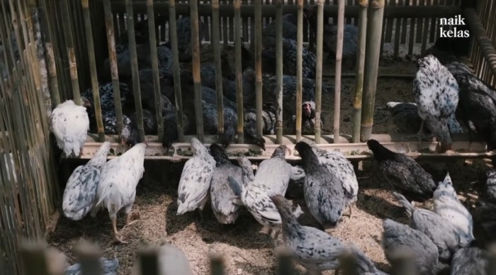 Peternakan Ayam Kampung Petelur di Bogor - Vlix.id Peternakan ayam kampung di Peudada, Bireuen