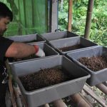 Ternak maggot di Sindang Kelingi, Rejang Lebong
