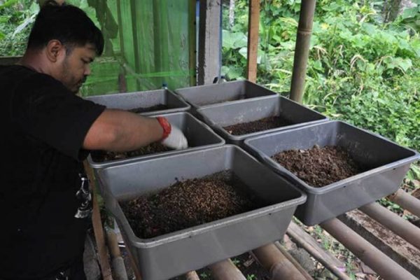Ternak maggot di Sindang Kelingi, Rejang Lebong