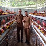 Budidaya ayam broiler di Ipuh, Muko Muko