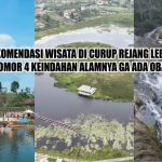 Ayam Broiler: Si Ayam Cuan yang Paling Banyak Dibudidayakan - Blog