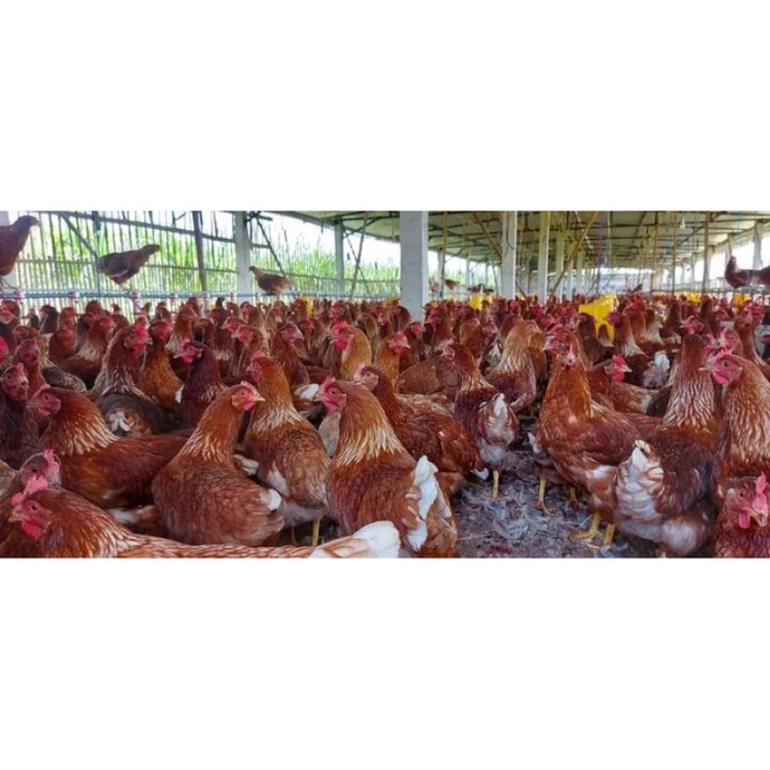 Jual Ayam petelur merah mulai bertelur | Shopee Indonesia Jual Ayam petelur merah mulai bertelur | Shopee Indonesia