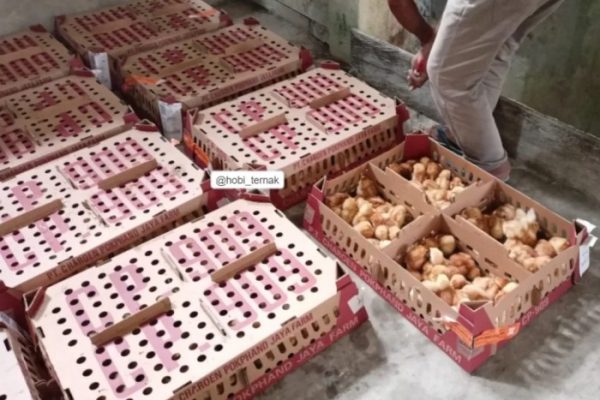 Ayam merah petelur di Adiluwih, Pringsewu