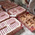 Ternyata Penting, Proses Potong Paruh pada Ayam Petelur - HOBI TERNAK