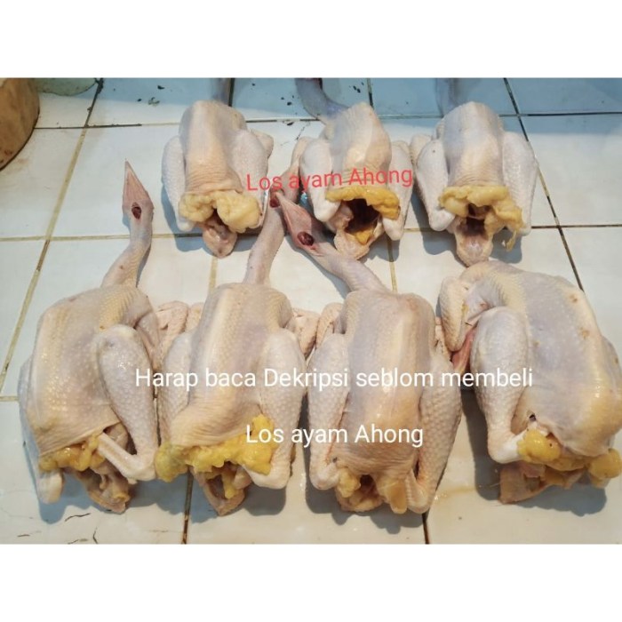 Jual Ayam kampung asli kecil | Shopee Indonesia