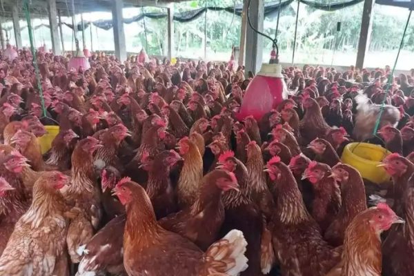 Ayam merah petelur di Banjar Margo, Tulang Bawang