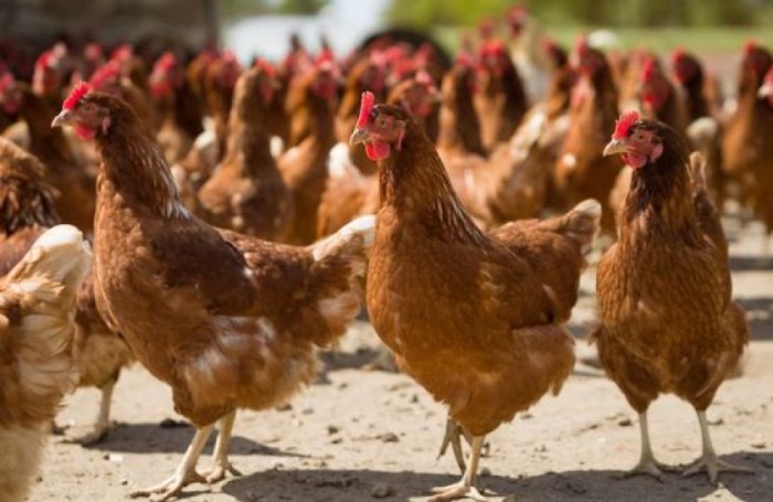 Peternakan Ayam Tradisional Ayam Kampung Asli Indonesia Yang Kuat Dan ... Peternakan Ayam Tradisional Ayam Kampung Asli Indonesia Yang Kuat Dan ...