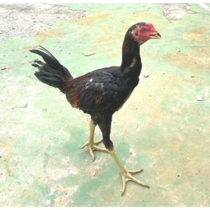 Jual Ayam Kampung Hidup Usia 3 Bulan - Beli 2 Ekor Gratis 1 Kg Pur Ayam ... Jual Ayam Kampung Hidup Usia 3 Bulan - Beli 2 Ekor Gratis 1 Kg Pur Ayam ...