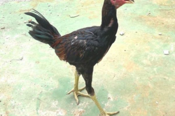Harga ayam kampung di Kuala Batee Aceh Barat Daya