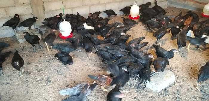 Jual ayam Arab remaja - ayam kampung arab | Shopee Indonesia Ayam arab di Semidang Alas, Seluma