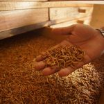 Budidaya maggot pemula di Trumon Aceh Selatan