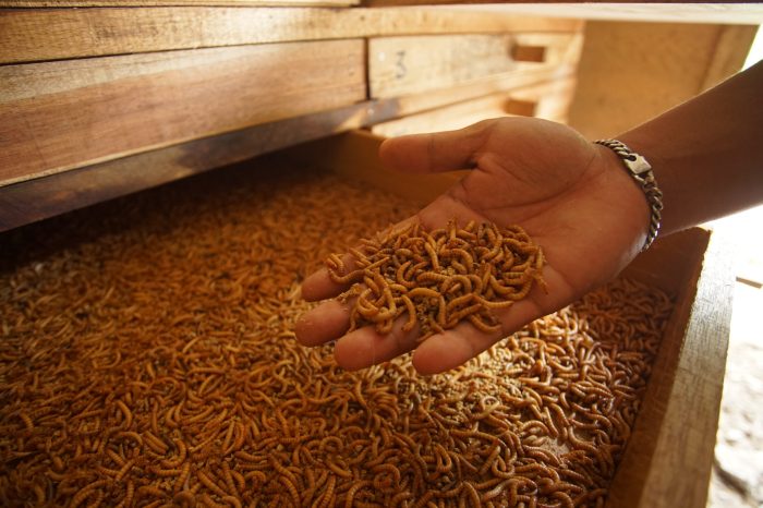 Budidaya Maggot Di Desa Moen Ikeun Kurangi Limbah Dan Hasilkan Pakan ... Budidaya maggot pemula di Trumon Aceh Selatan