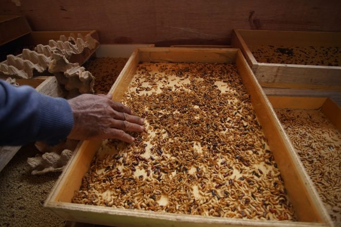 Budidaya maggot pemula di Indrapuri Aceh Besar