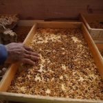 Budidaya Maggot Di Desa Moen Ikeun Kurangi Limbah Dan Hasilkan Pakan ...