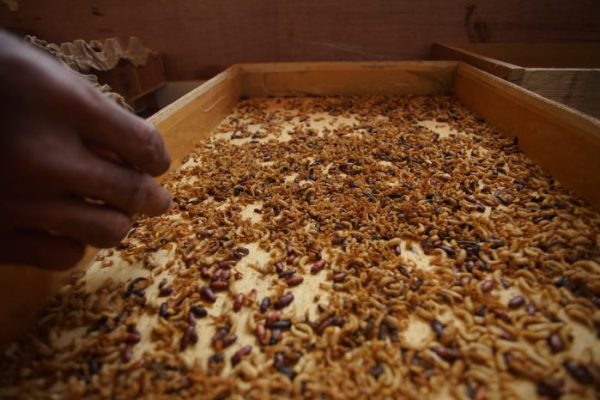 Budidaya maggot pemula di Montasik Aceh Besar