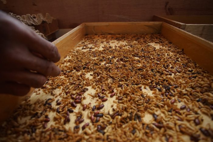 Cara Mudah Budidaya Maggot di Rumah bagi Pemula, Tanpa Bau dan Hasilkan ... Cara Mudah Budidaya Maggot di Rumah bagi Pemula, Tanpa Bau dan Hasilkan ...