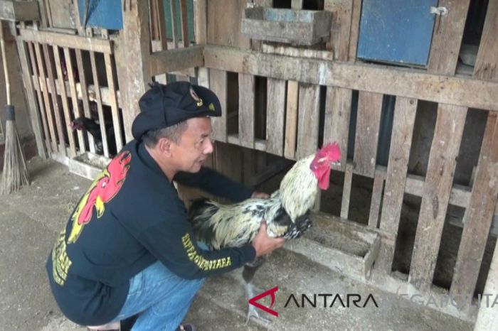 Meraih Keuntungan dengan Beternak Ayam Arab Petelur di Pekarangan Rumah ... Beternak ayam di pekarangan rumah di Juli Bireuen