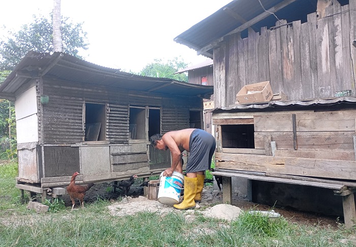 Peternakan Ayam Kampung Petelur di Bogor - Vlix.id Peternakan ayam kampung di Simeulue Cut, Simeulue