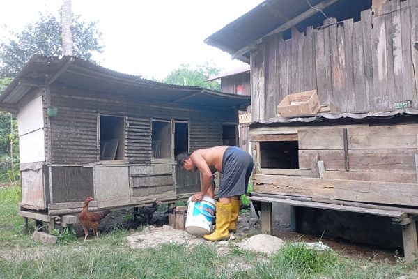 Peternakan ayam kampung di Subah, Batang