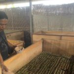 Cara Ternak jangkrik dari awal sampai panen untuk Peternak jangkrik ...