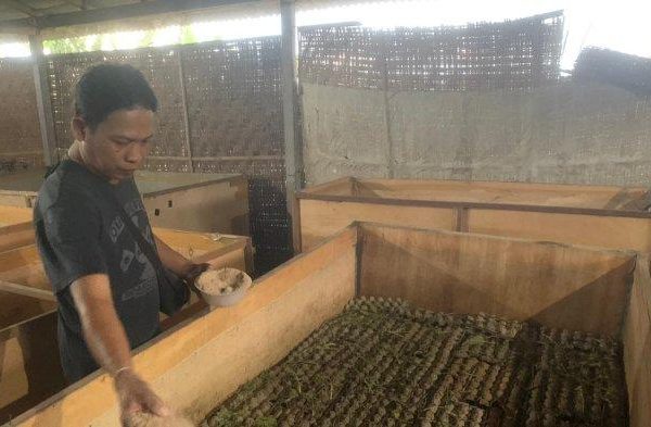 Cara Ternak jangkrik dari awal sampai panen untuk Peternak jangkrik ...