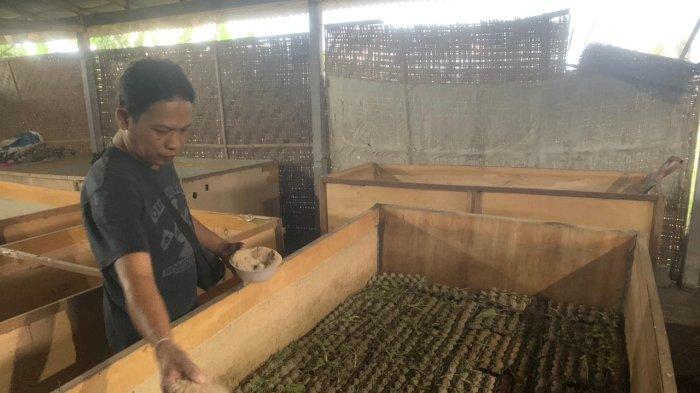 Ide Bisnis Ternak Jangkrik | Konsultan Bisnis Satoeasa Ternak jangkrik di Trumon Tengah, Aceh Selatan