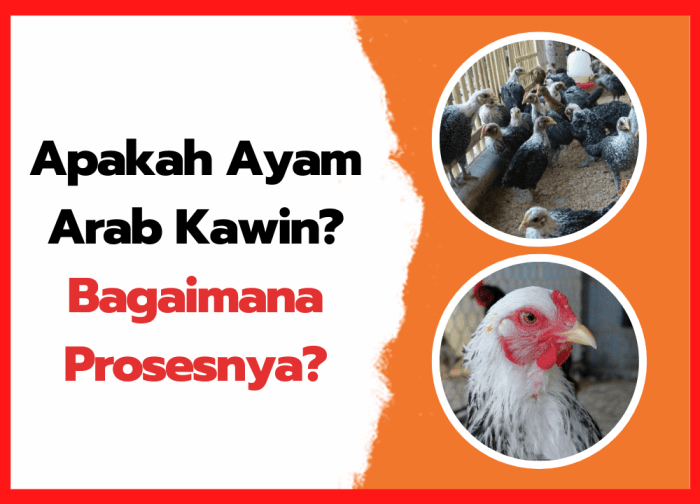 Mengenal Ayam Arab Si Petelur Unggul, Podomoro Poultry Equipment Mengenal Ayam Arab Si Petelur Unggul, Podomoro Poultry Equipment