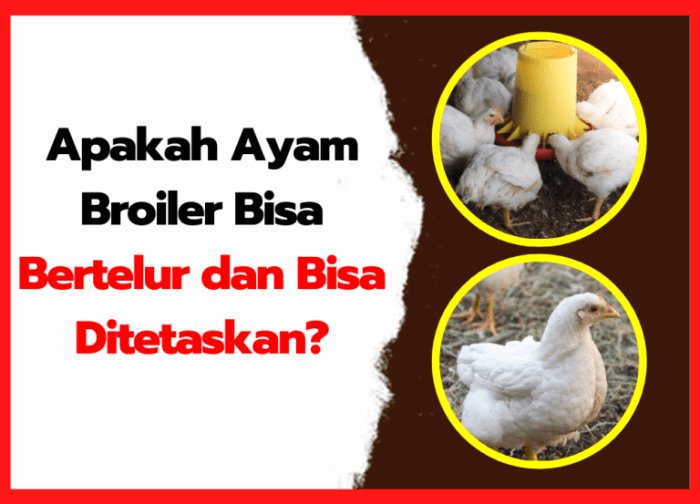 Budidaya Ayam Broiler – Agrokompleks Kita Budidaya Ayam Broiler – Agrokompleks Kita