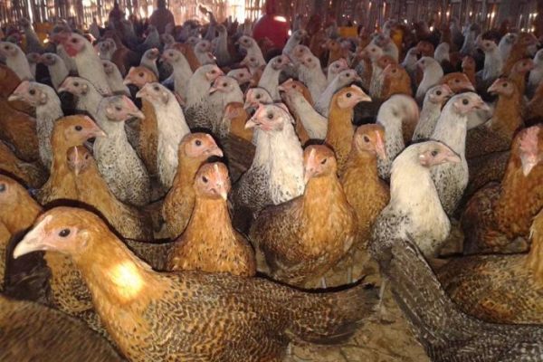 Mengembangkan Usaha Ternak Ayam Arab: Panduan untuk Pemula (Part 2 ...