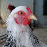 Ayam arab di Ingin Jaya Aceh Besar