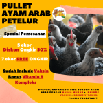 Ayam arab di Mesjid Raya Aceh Besar