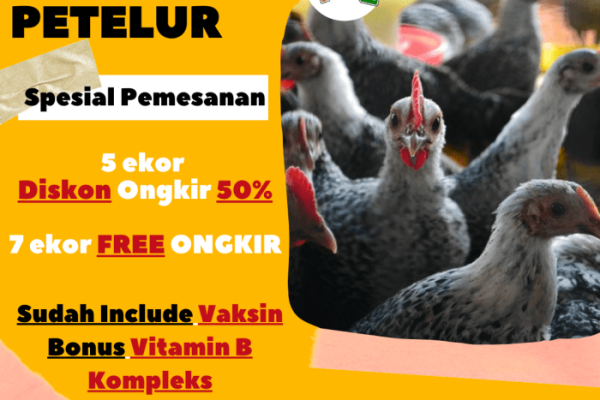 Info Lengkap Mengenai Ayam Arab HOBI TERNAK