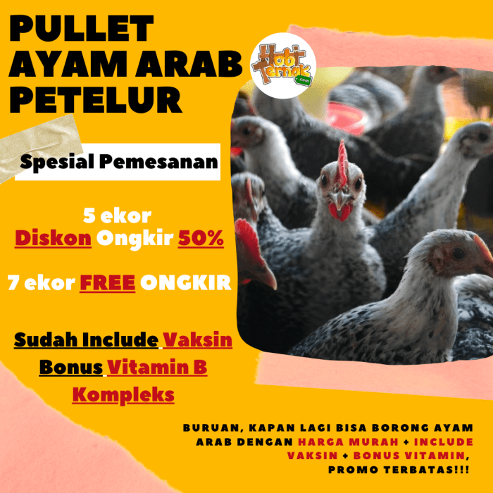 Jual ayam Arab remaja - ayam kampung arab | Shopee Indonesia