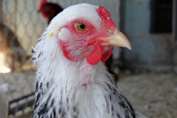 Ayam arab di Sukau, Lampung Barat