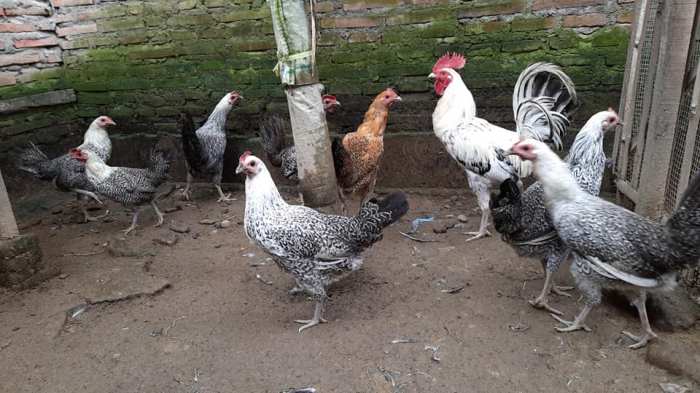 Ayam arab di Bahuga, Way Kanan