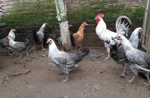 Ayam arab di Baradatu, Way Kanan