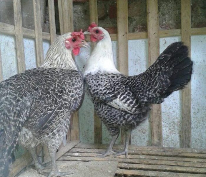 Ayam arab di Lebong Utara, Lebong