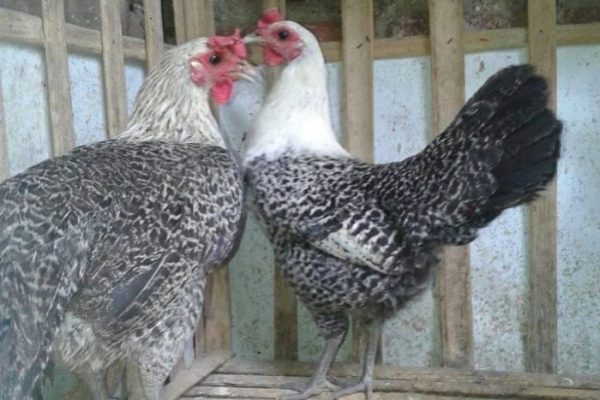 Ayam arab di Pino, Bengkulu Selatan