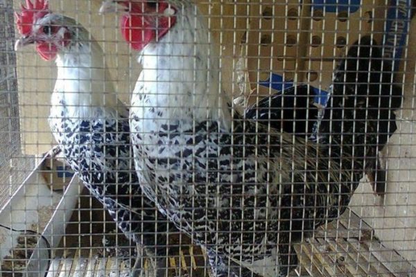 √ Informasi Lengkap Mengenai Ayam Arab - hobiternak.com