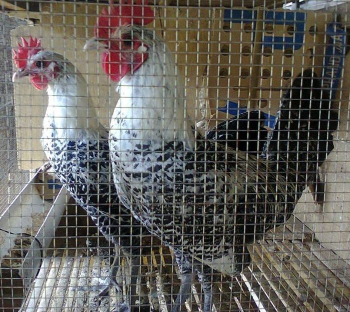 Ayam arab di Air Besi, Bengkulu Utara