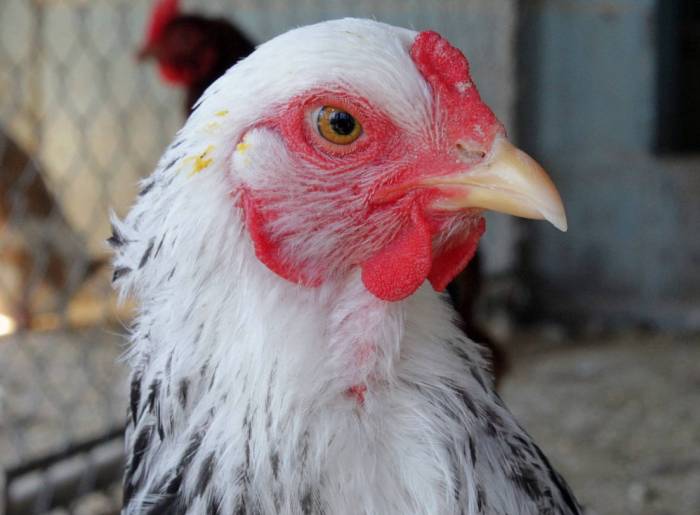 Ayam arab di Muara Sahung, Kaur