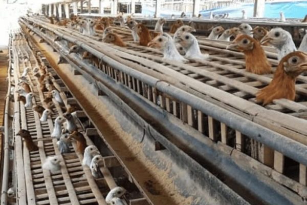 Ayam arab di Anak Ratu Aji, Lampung Tengah