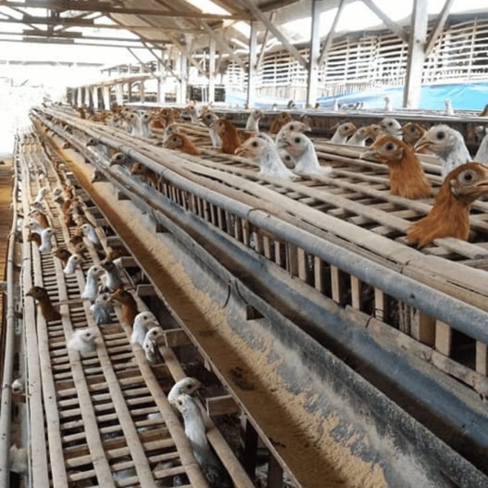 Bisnis Ternak Ayam Arab: Peluang Menjanjikan di Dunia Peternakan (Part ... Ayam arab di Pulo Aceh Aceh Besar