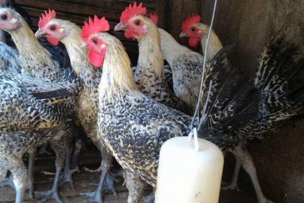 Informasi Lengkap Mengenai Ayam Arab - HOBI TERNAK