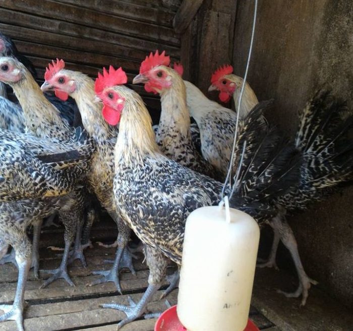 Jual Ayam Arab Usia Baru Saja Menetas dan Beberapa Informasi Mengenai ... Ayam arab di Air Nipis, Bengkulu Selatan