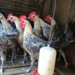 Ayam arab di Tanjung Agung Palik, Bengkulu Utara