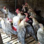 Cara Ternak Ayam Arab Skala Kecil Mulai dari Rumah - HOBI TERNAK